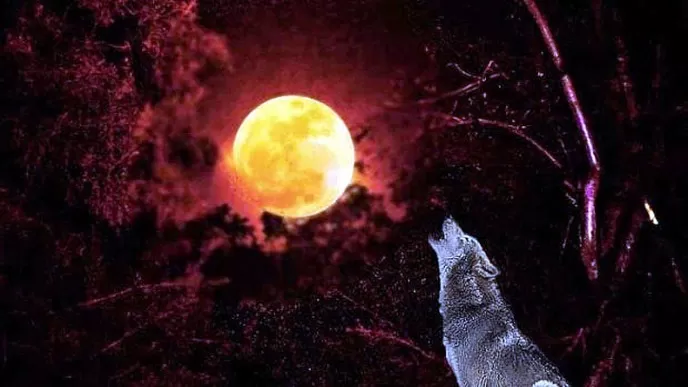 ¿Cómo Se Comportan Los Perros Durante La Luna Llena?